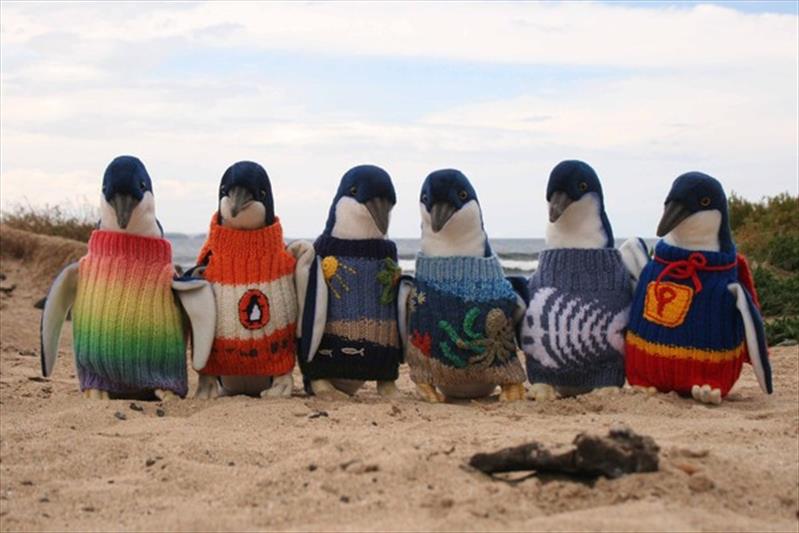 Đan áo len cho chim cánh cụt