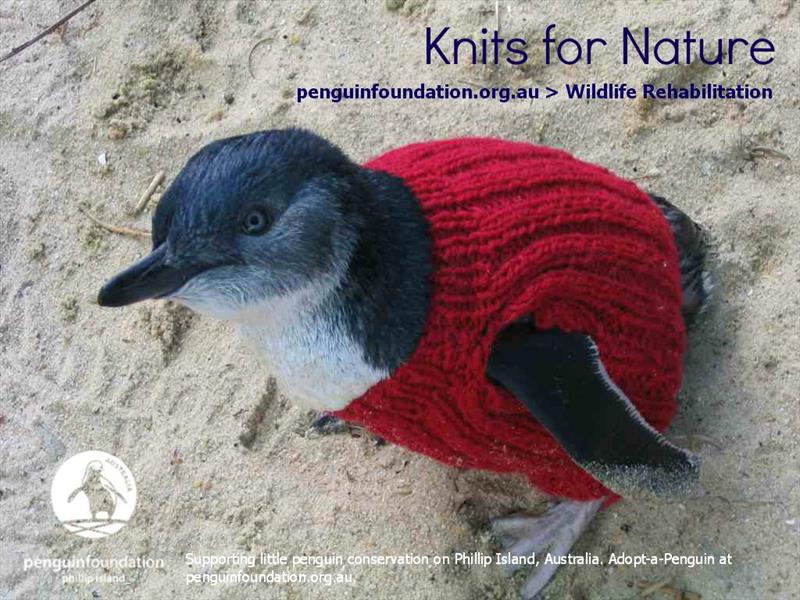 Đan áo len cho chim cánh cụt