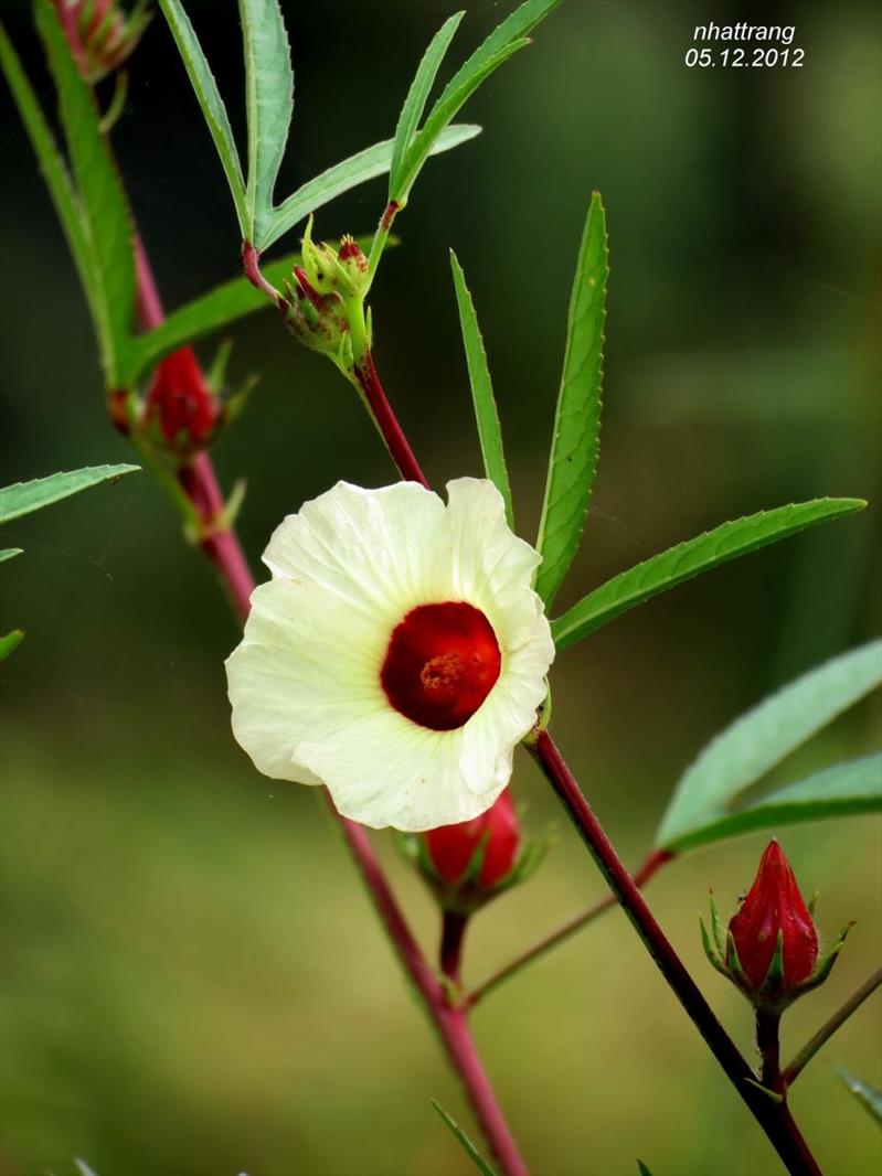 Kỹ thuật trồng cây Hibiscus